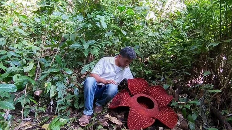 Bunga Rafflesia arnoldii Mekar di Hutan Lindung Agam, Ini Penampakannya