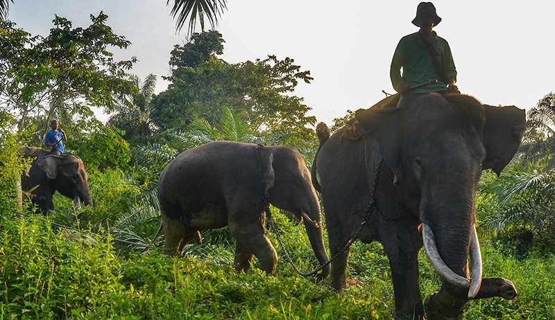 Detik-Detik 2 Gajah Sumatera Liar Ditangkap Warga-Dipindah ke Hutan Konservasi - Bagian 2