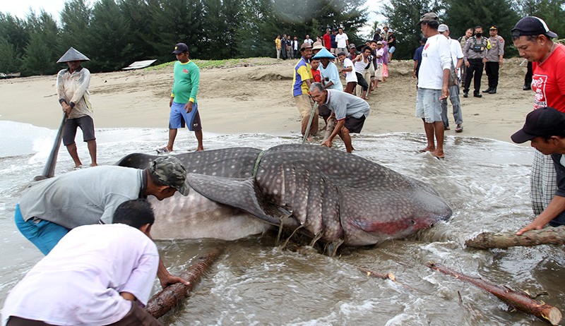 Hiu Paus Mati Tersangkut Jaring Nelayan di Pesisir Selatan Sumatera Barat - Bagian 3