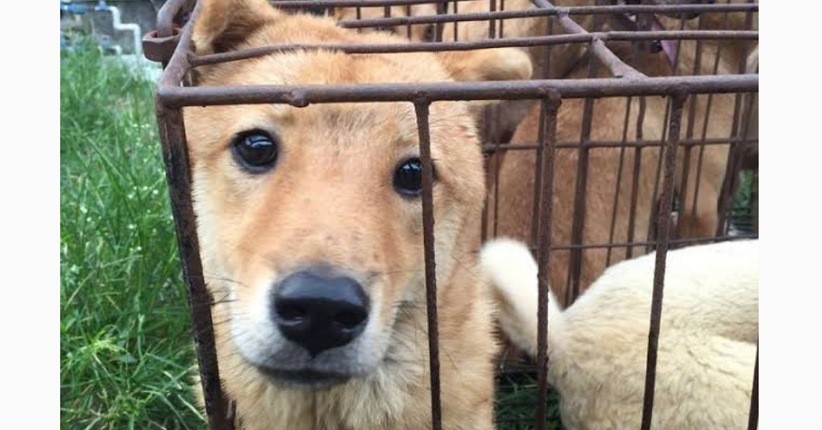 Mengenal Asal Usul Festival Yulin, Anjing dan Kucing Diperjualbelikan untuk Dikonsumsi!