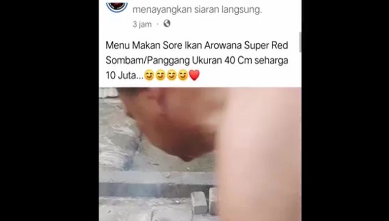 title Viral Warga Tanjungbalai Makan Ikan Arwana Rp10 Juta, Disiarkan Langsung di Medsos Viral Warga Tanjungbalai Makan Ikan Arwana Rp10 Juta, Disiarkan Langsung di Medsos