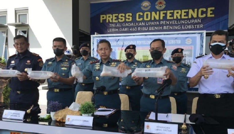TNI AL Gagalkan Penyelundupan Benur Lobster Senilai Rp46,7 Miliar di Kepri