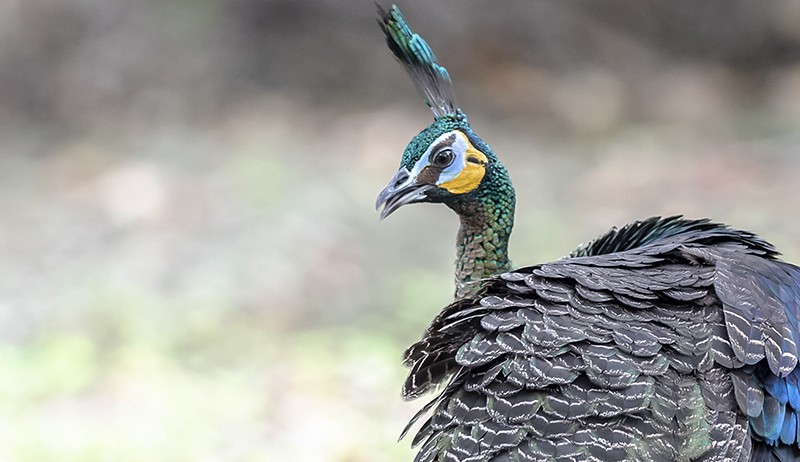 Cantiknya Burung Merak Hijau Jawa yang Masuk Kategori Spesies Dalam Bahaya - Bagian 2