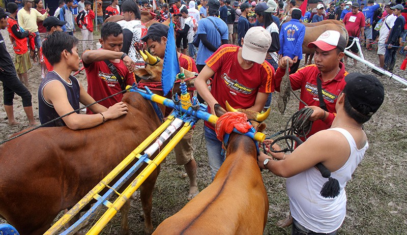 Seru, Kejuaraan Karapan Sapi Rebut Piala Bupati Sampang - Bagian 2