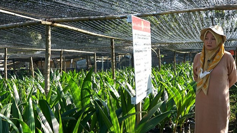 title BPTP Gorontalo Mulai Distribusikan 10.000 Benih Kelapa Molowahu BPTP Gorontalo Mulai Distribusikan 10.000 Benih Kelapa Molowahu