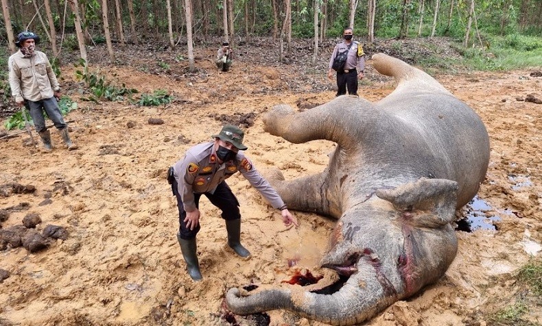 Gajah Sumatera Mati Mengenaskan di Riau, Tubuh Kaku Mulut Keluar Darah