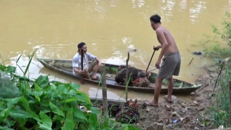 Puluhan Tahun Angkut Sawit dengan Sampan, Petani Sawit di Jambi Idamkan Jembatan  