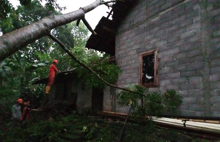 Angin Puting Beliung Landa Gunungkidul, 4 Rumah Warga Karangmojo Rusak Tertimpa Pohon