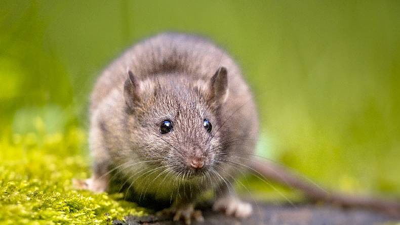 title Hingga Juni Ada 19 Kasus Leptospirosis di Sleman, Masyarakat Diminta Hati-Hati Hingga Juni Ada 19 Kasus Leptospirosis di Sleman, Masyarakat Diminta Hati-Hati
