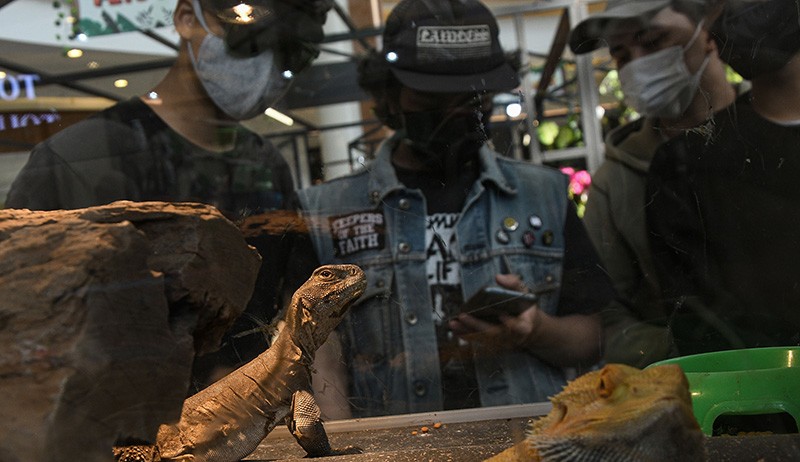 Pameran Hewan Peliharaan di Pusat Perbelanjaan - Bagian 2