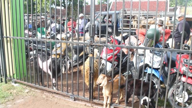 title  10 Sapi Positif PMK, Pasar Hewan di Blora Ditutup 14 Hari  10 Sapi Positif PMK, Pasar Hewan di Blora Ditutup 14 Hari