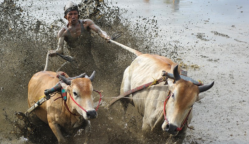 Aksi Joki Adu Kecepatan Sapi saat Atraksi Pacu Jawi - Bagian 2
