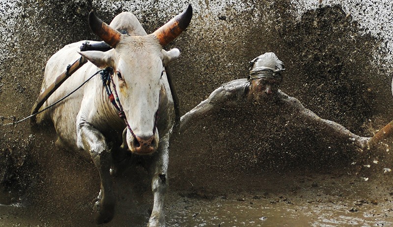 Aksi Joki Adu Kecepatan Sapi saat Atraksi Pacu Jawi - Bagian 1