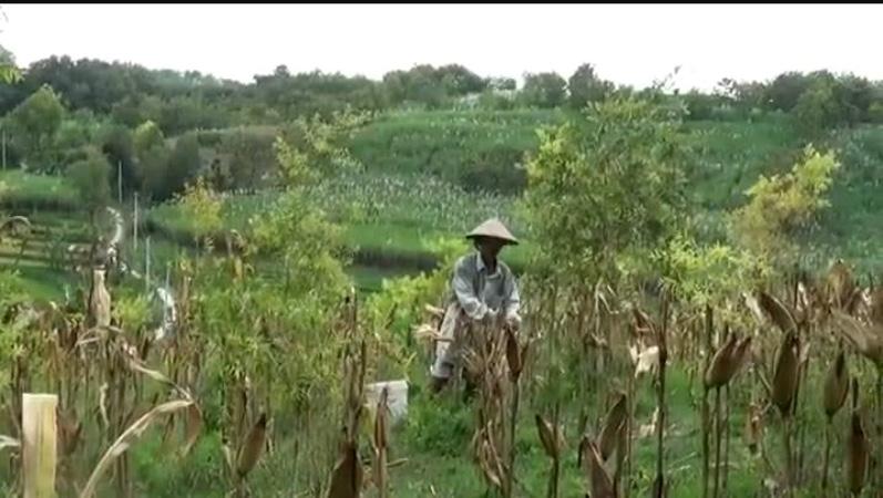 title  Unik, Jumlah Rumah dan KK di Dusun Batok Grobogan Ini Tak Bisa Bertambah dan Berkurang  Unik, Jumlah Rumah dan KK di Dusun Batok Grobogan Ini Tak Bisa Bertambah dan Berkurang