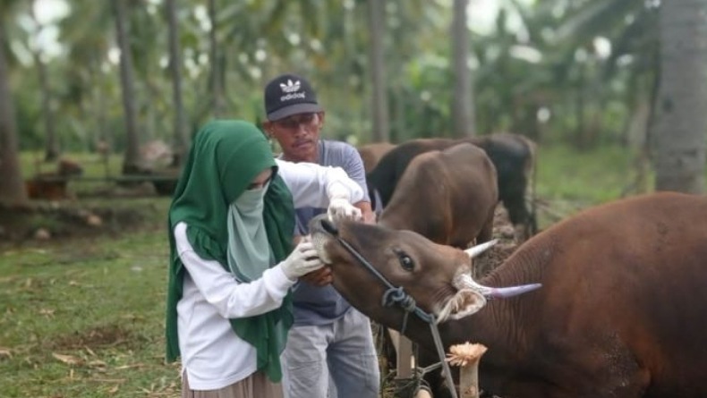 Antisipasi PMK, Peternak Diminta Manfaatkan Fasilitas Puskeswan, Berikut Lokasinya