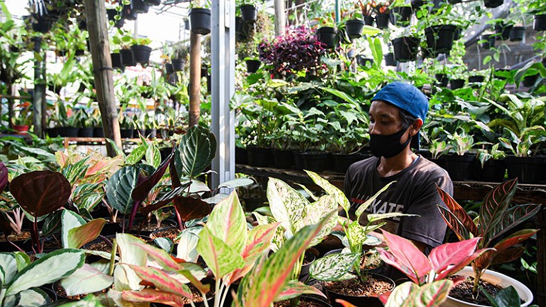 Tren Ekspor Tanaman Hias Meningkat 98 Persen selama Pandemi, Apa Kabar Tomohon?