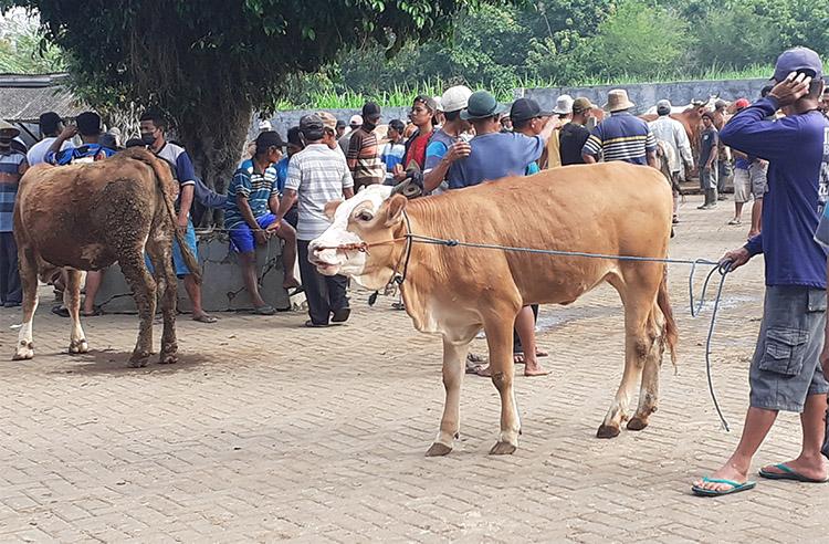 Ada 6 Sapi Terindikasi Penyakit Mulut dan Kuku, 2 Pasar Hewan di Gunungkidul Ditutup