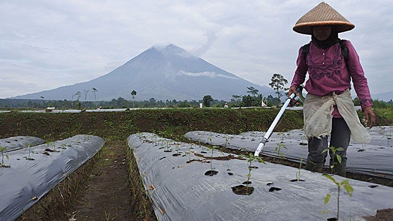 Petani di Semarang 23 Tahun Tak Gunakan Pupuk Subsidi Pilih Pakai Organik, Ini Alasannya