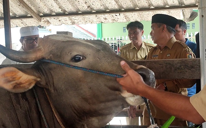 title PMK Meluas di Lotim, Pemdes Turun Tangan Bantu Peternak Biayai Pengobatan PMK Meluas di Lotim, Pemdes Turun Tangan Bantu Peternak Biayai Pengobatan