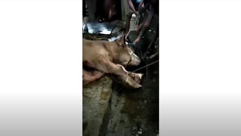 Cegah Kerugian Lebih Besar akibat PMK, 4 Sapi di Banjarnegara Dipotong Paksa