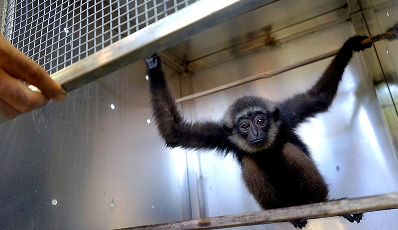 Penyelundupan 56 Ekor Satwa Dilindungi di Gorontalo - Bagian 2