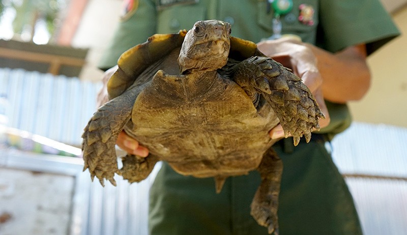 Penyelundupan 56 Ekor Satwa Dilindungi di Gorontalo - Bagian 3