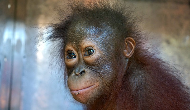 Penyelundupan 56 Ekor Satwa Dilindungi di Gorontalo - Bagian 1