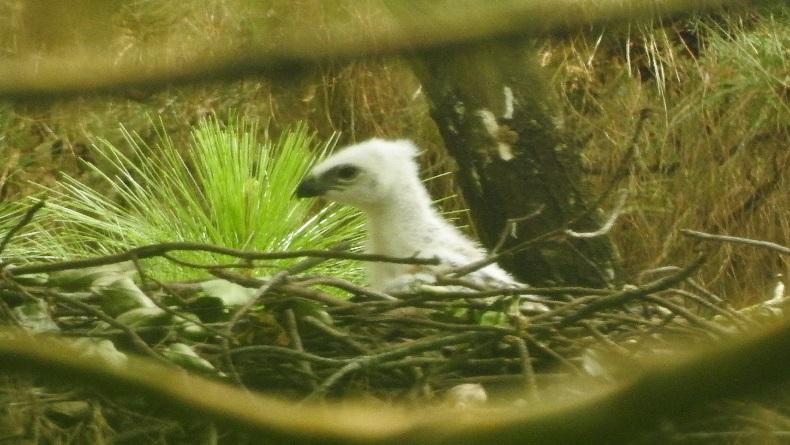 Jelang Hari Lahir Pancasila, Bayi Elang Jawa Menetas di Taman Nasional Gunung Ciremai
