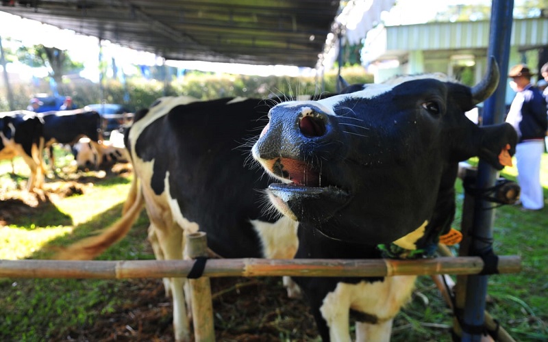 Harga Hewan Kurban Jelang Idul Adha di Kalsel Mulai Naik, Sapi Ukuran Sedang Rp15 Juta