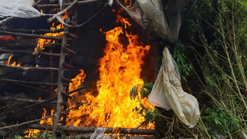 BNN Temukan 5 Hektare Lahan Ganja di Gayo Lues, 20.000 Batang Dibakar