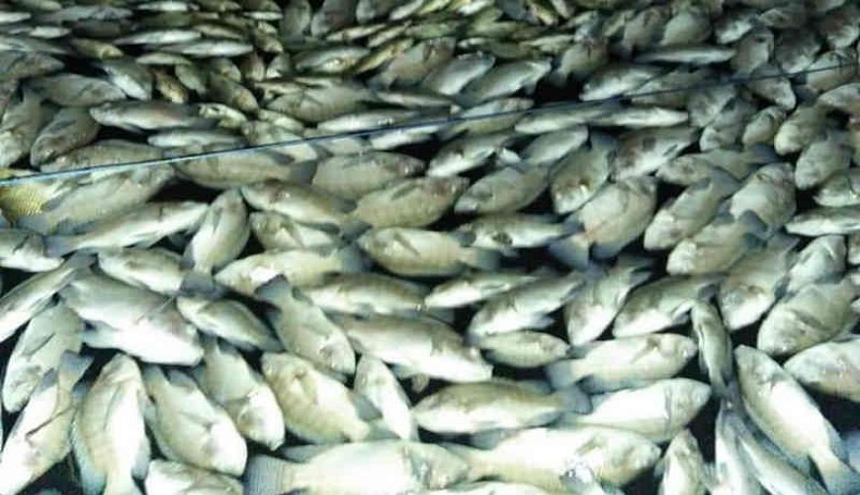 Puluhan Ton Ikan di KJA Waduk Darma Kuningan Mati Mendadak, Petambak Rugi Besar