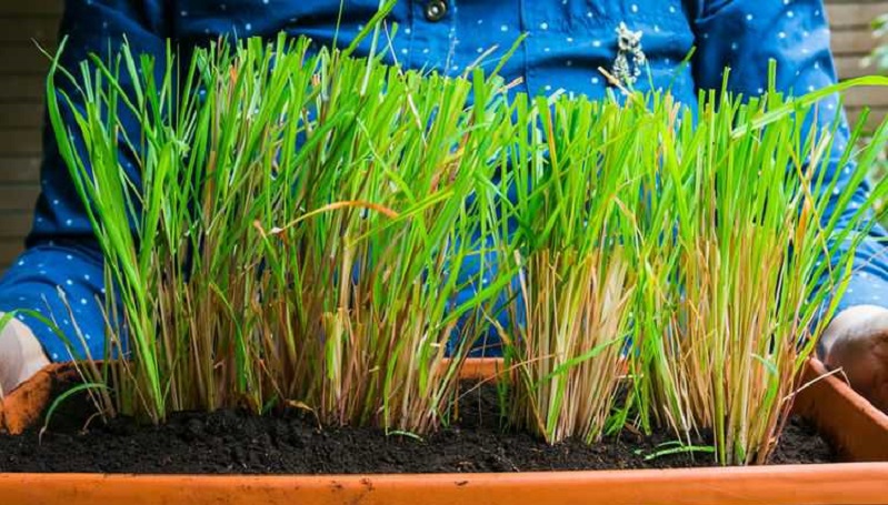 Kembangkan Cara Komunikasi dengan Tanaman, Dosen UB Raih Gelar Profesor Pertanian 