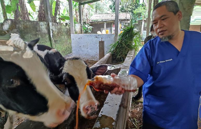 Keren, Dokter di Semarang Ini Ciptakan Ramuan Obat Herbal Cegah PMK pada Hewan Ternak