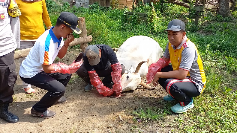 3 Sapi di Blora Mati Mendadak, Sebelumnya Sehat dan Makan Lahap