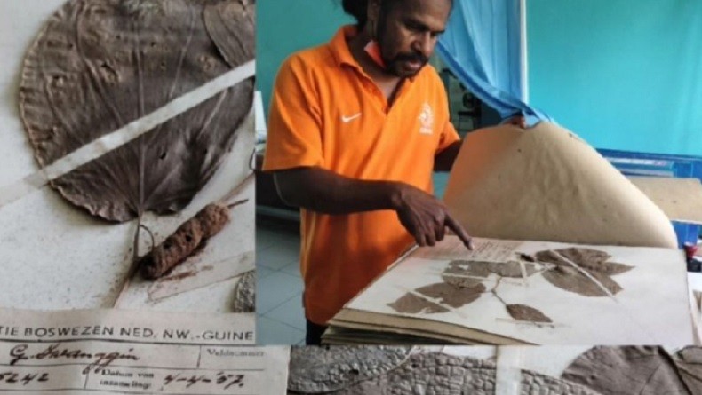 Herbarium Manokwariese sejak 1950 Koleksi 21.000 Spesimen Tumbuhan di Tanah Papua