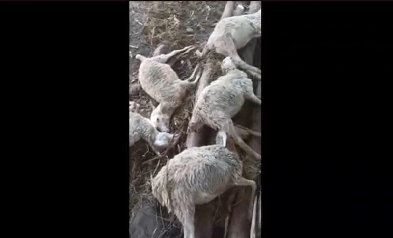 10 Ekor Kambing di Situbondo Mati Mendadak, Badan Lemas Mulut Berlendir 