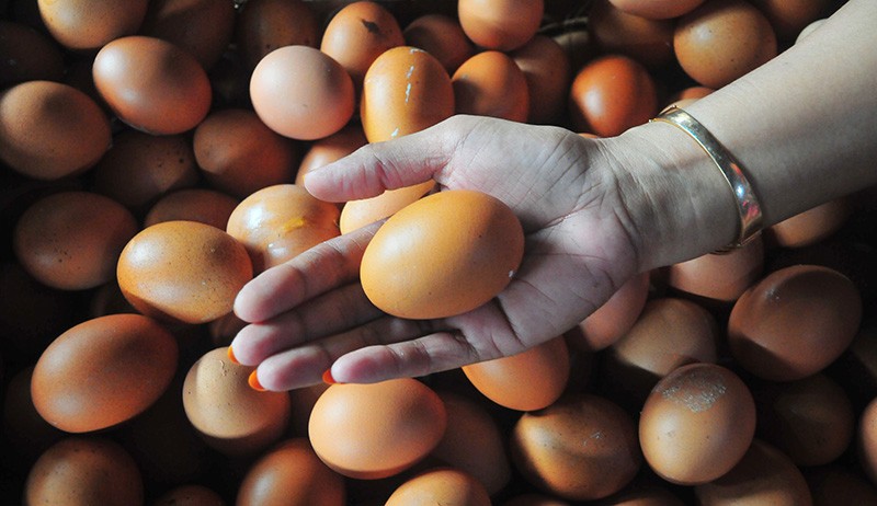 Harga Pakan Melambung, Telur Ayam di Gunungkidul Tembus Rp28.000 per Kilogram
