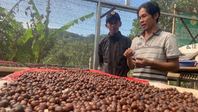 Ladang Kopi Jenis Liberika Andriona Ditemukan di KBB, Diduga Peninggalan Belanda