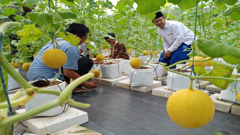 BI Solo Dorong Kemandirian Ponpes Melalui Bisnis Pertanian Konsep Rumah Hijau