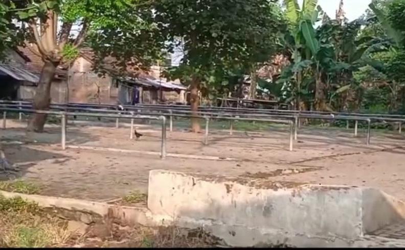 Ratusan Sapi dan Kerbau Terpapar PMK, Seluruh Pasar Hewan di Jepara Ditutup