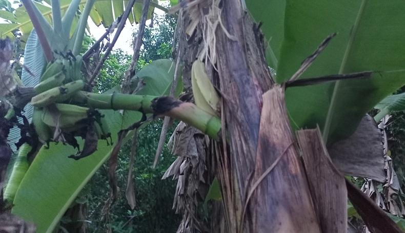 Fenomena Langka, Pohon Pisang di Ligung Majalengka Berbuah di Batang