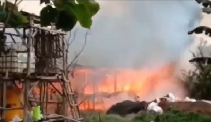 Kandang Peternak Bojonegoro Ludes Terbakar, 55.000 Ekor Ayam Mati Terpanggang 