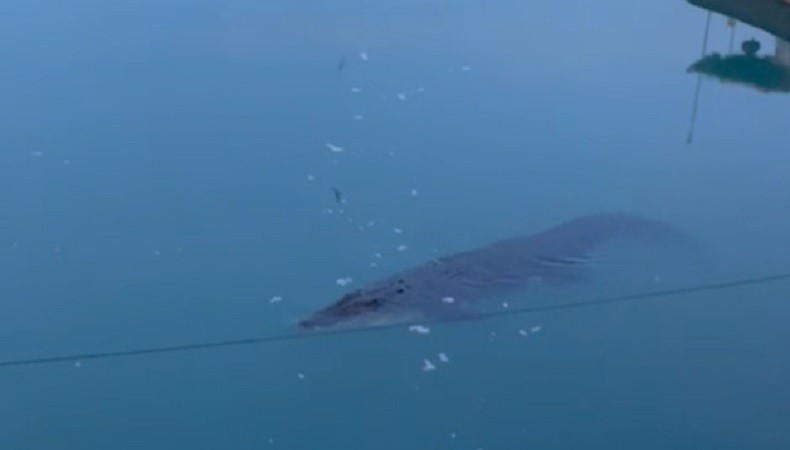 Heboh Buaya Berenang Santai di Sungai Lenggang, Warga Ramai Memvideokan