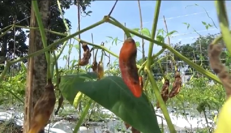 title Cerita Sedih Petani Jombang di Tengah Harga Cabai Mahal, Penen Gagal karena Jamur Cerita Sedih Petani Jombang di Tengah Harga Cabai Mahal, Penen Gagal karena Jamur