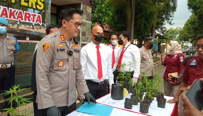 title Kelabui Petugas, Lahan Kosong di Perbatasan Purwakarta-Cikampek Ditanami Ganja Kelabui Petugas, Lahan Kosong di Perbatasan Purwakarta-Cikampek Ditanami Ganja