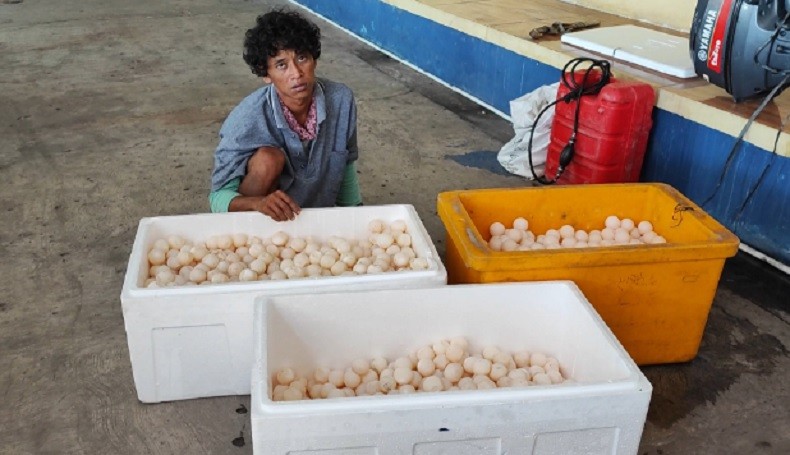 title Polda Babel Tangkap Pencuri Ribuan Telur Penyu, Hendak Dijual ke Pulau Bangka Polda Babel Tangkap Pencuri Ribuan Telur Penyu, Hendak Dijual ke Pulau Bangka