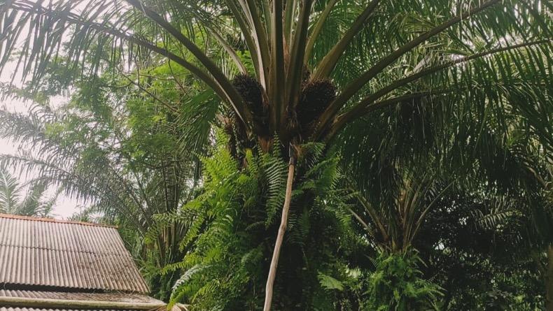 Polisi Tangkap Dua Terduga Pencuri 2,5 Ton Buah Sawit di Bangka Barat