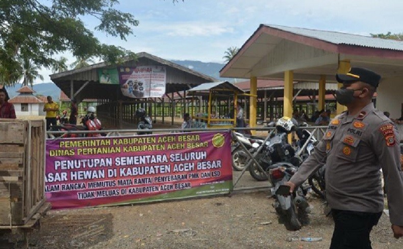 Dua Pasar Hewan di Pidie Ditutup usai 27 Ekor Sapi Positif PMK