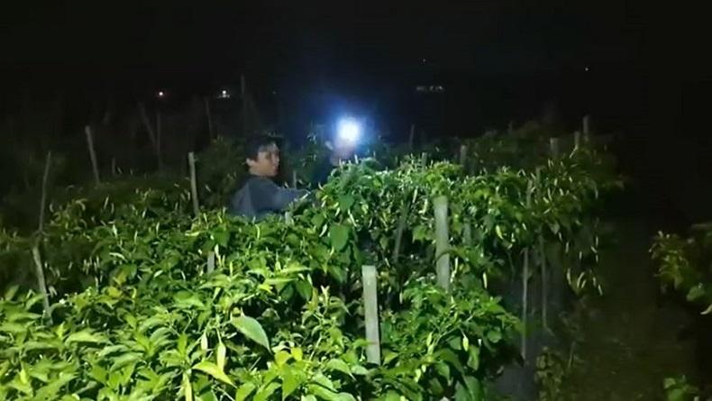 Harga Cabai Melambung, Petani Sleman Ronda di Lahan Mengantisipasi Pencurian 