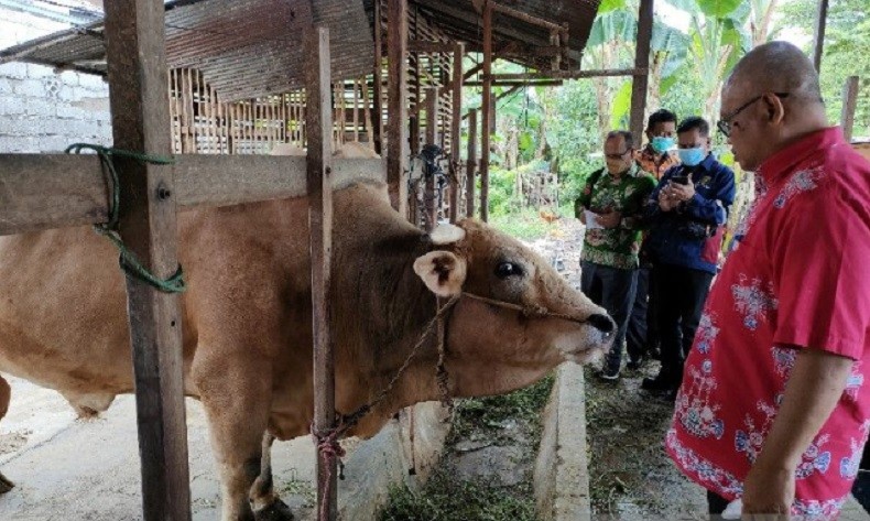 Sapi dari Peternak Palangka Raya Disiapkan untuk Hewan Kurban Presiden Jokowi